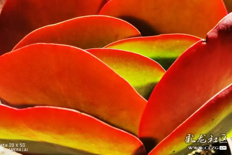 降温以后多肉唐印的状态美不美你说了算