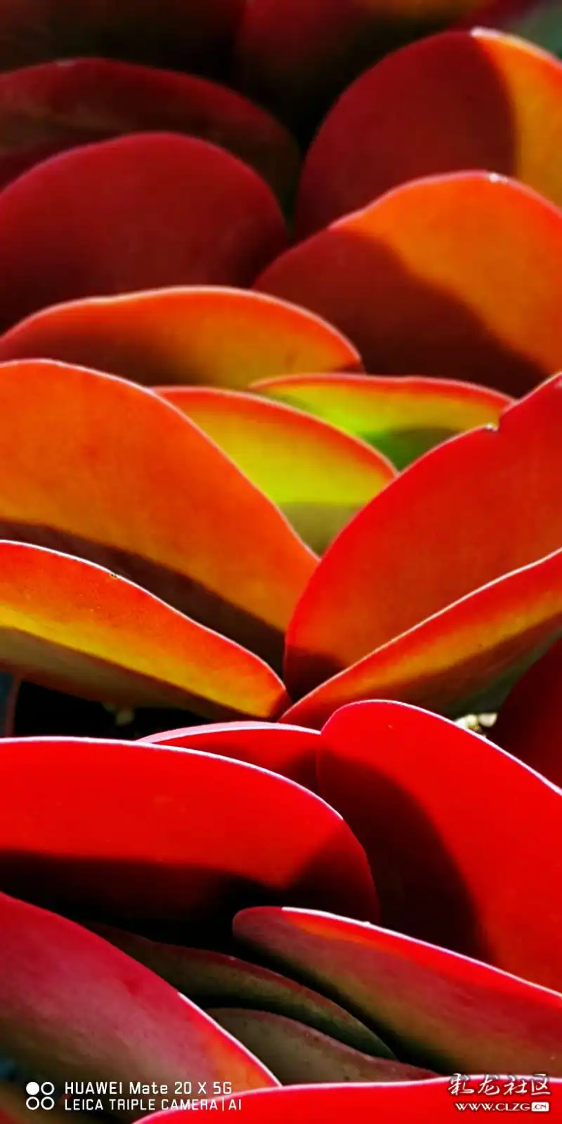 降温以后多肉唐印的状态美不美你说了算