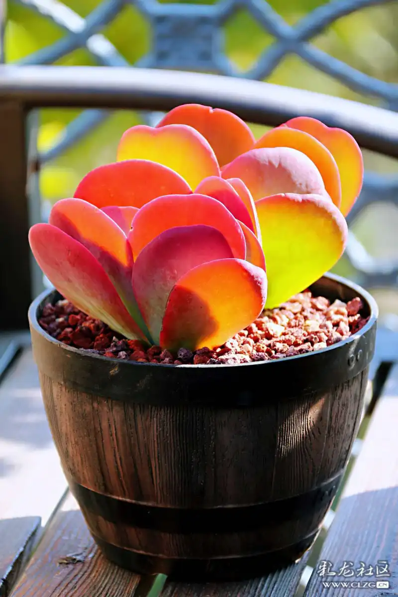 降温以后多肉唐印的状态美不美你说了算