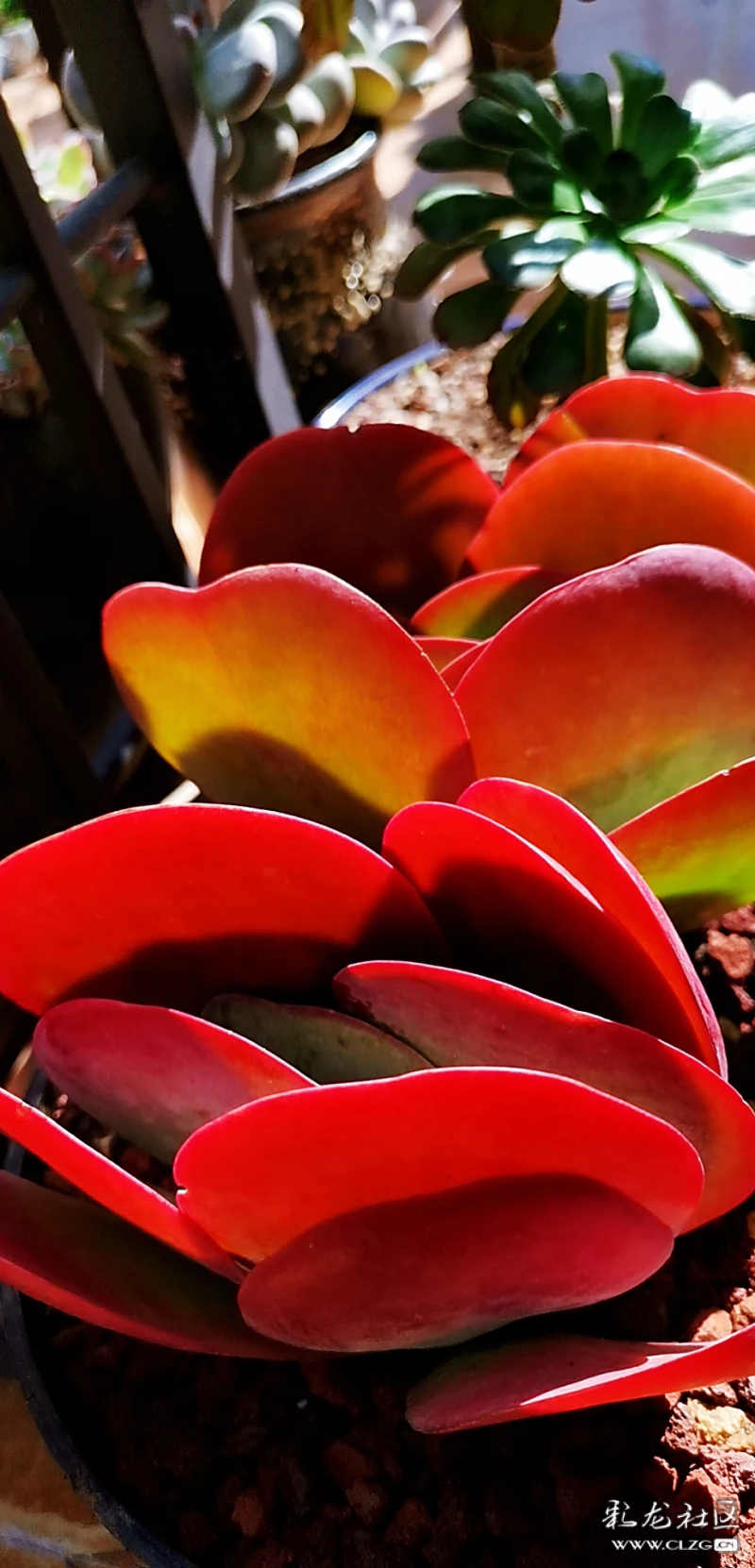 降温以后多肉唐印的状态美不美你说了算