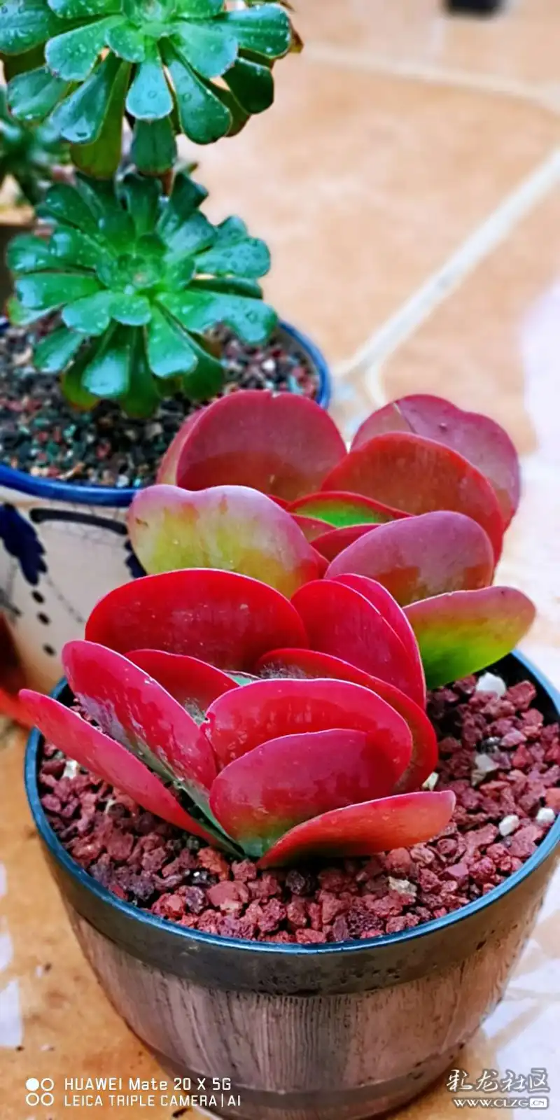 降温以后多肉唐印的状态美不美你说了算