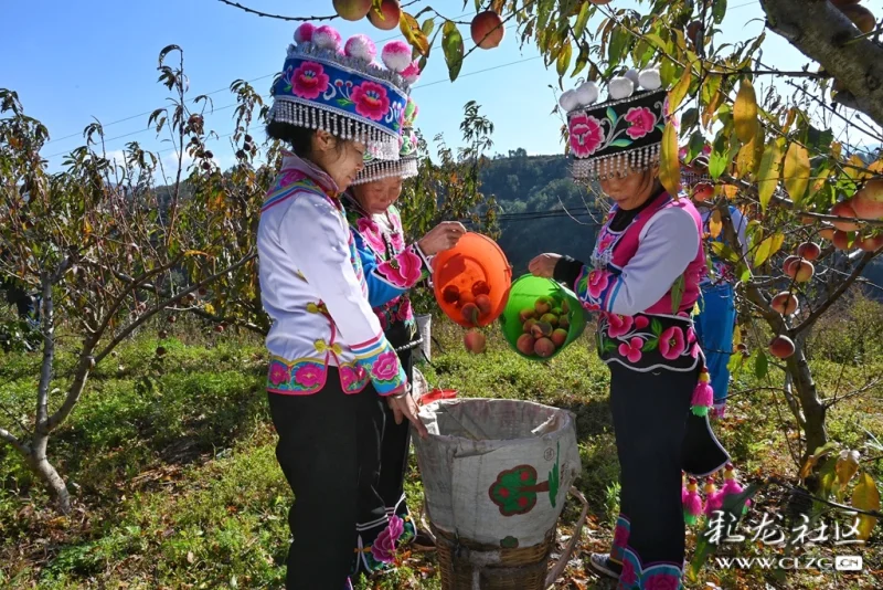 牟定安乐乡小屯村冬桃等你摘