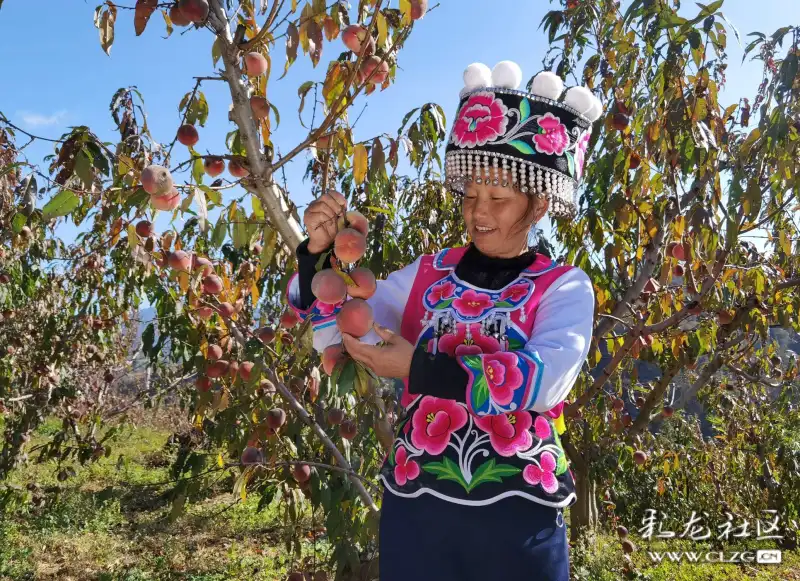 牟定安乐乡小屯村冬桃等你摘