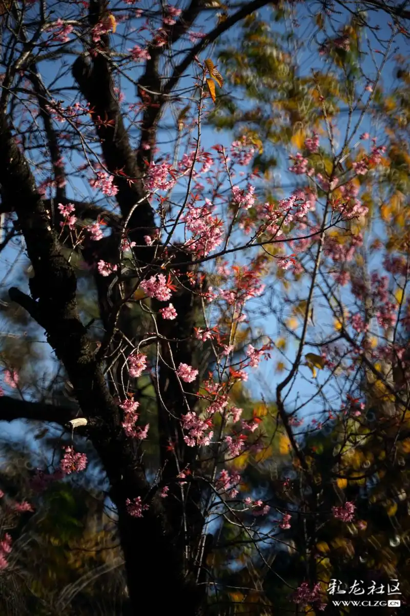 冬樱花红滇朴金黄