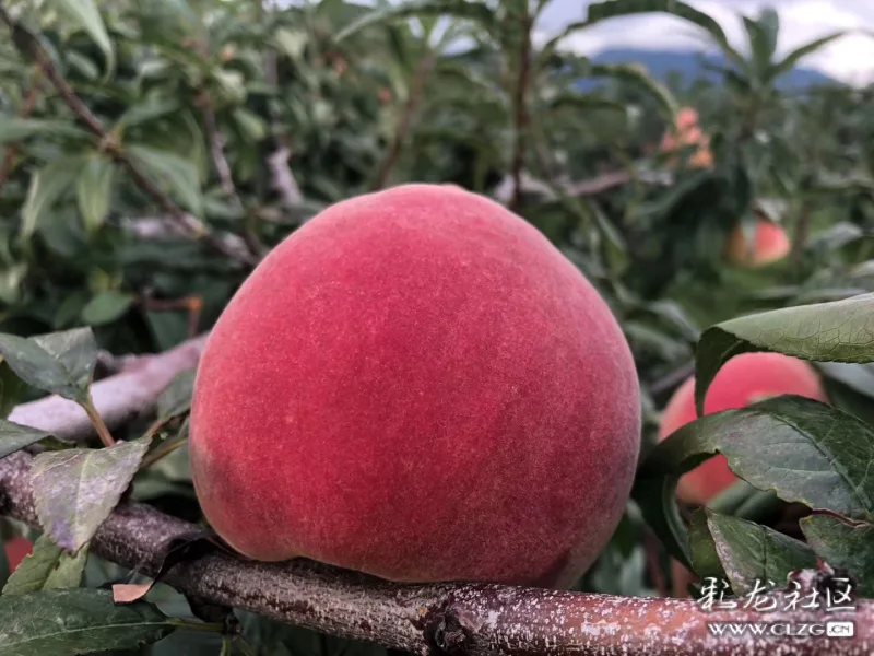 啥是冬桃 clzg_content&clzg_scale=1440,1080