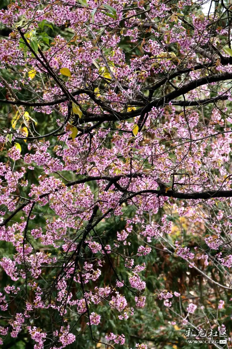 圆通山的冬樱花千红点点竞妖娆