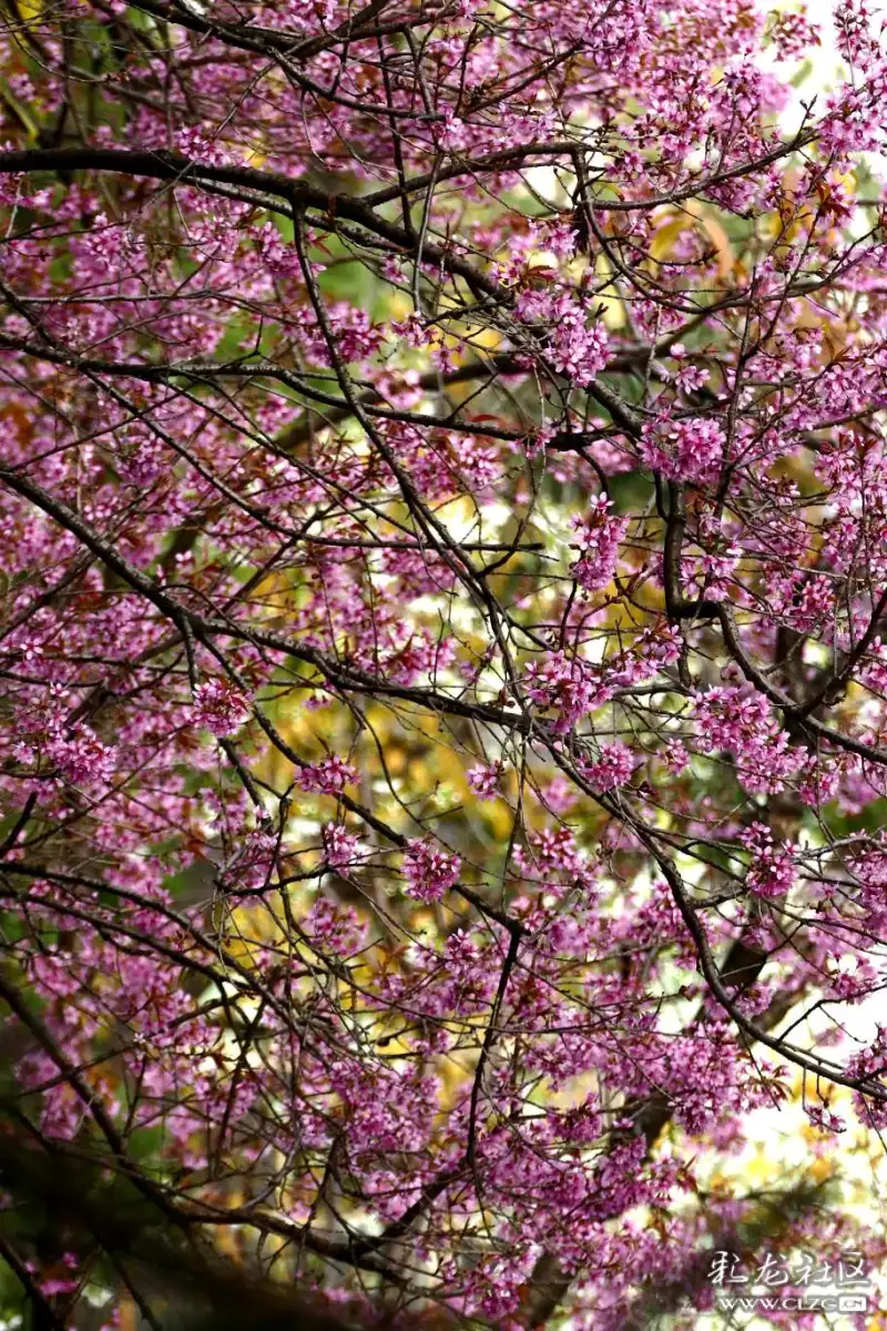 圆通山的冬樱花千红点点竞妖娆