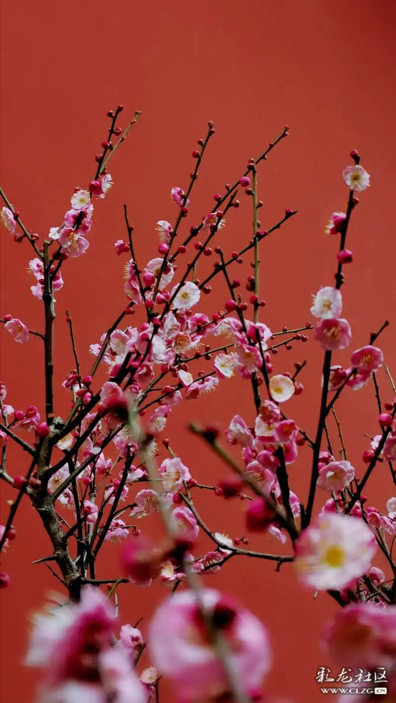 冬至61梅花香自苦寒来