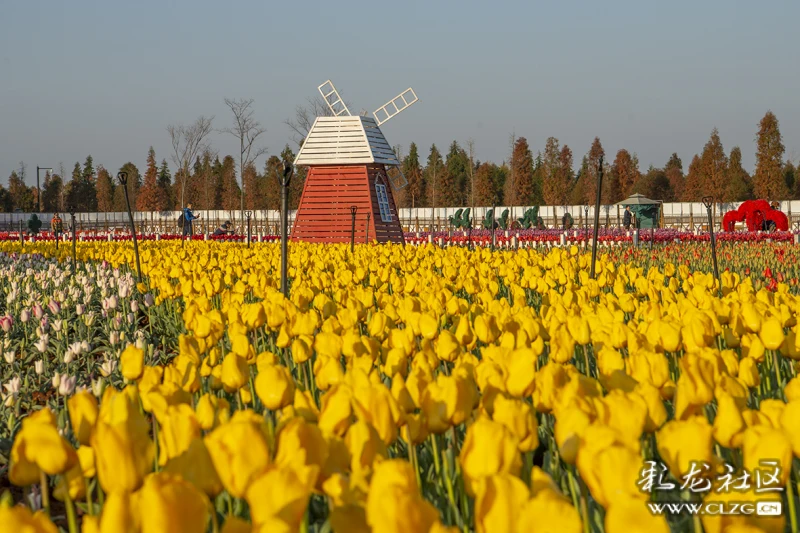 有一个鲜花遍地的地方,是呈贡.有一个座四季如春的城市,是昆明