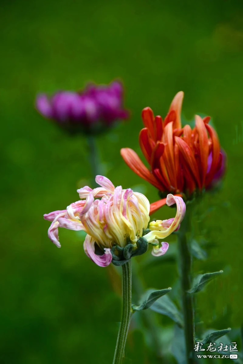 花枝不断四时春