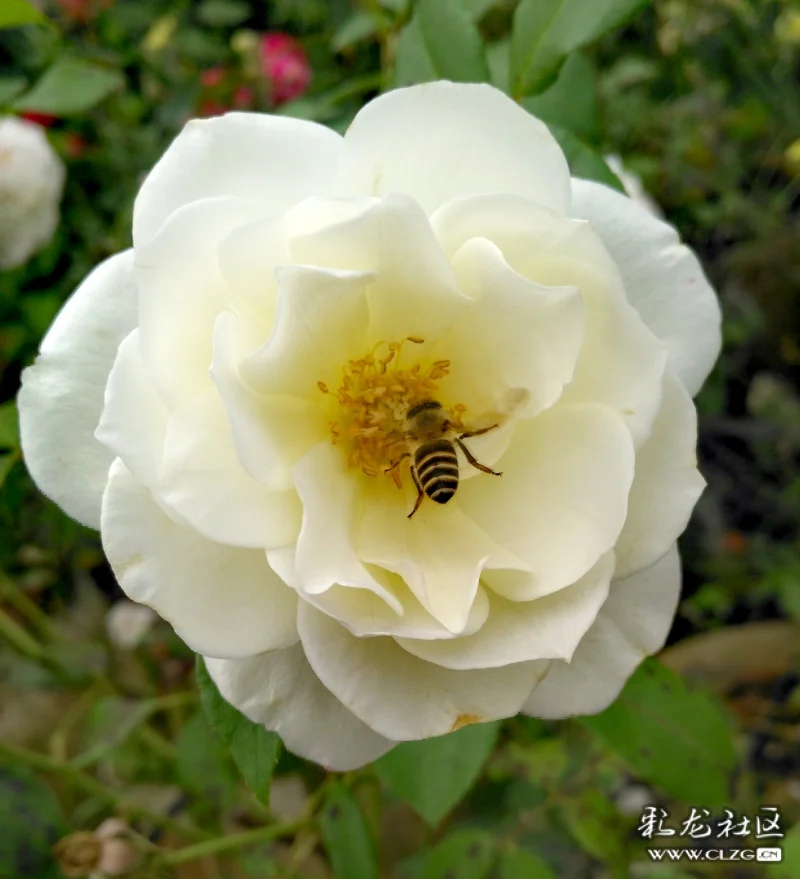 辛勤的小蜜蜂在花丛中扇动着金翅时上时下的飞舞增色大自然