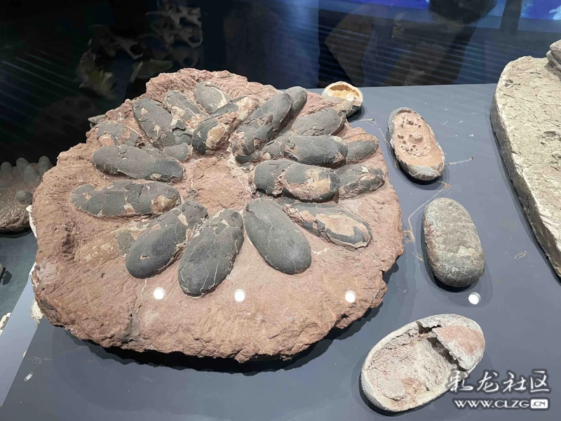 澄江化石博物馆