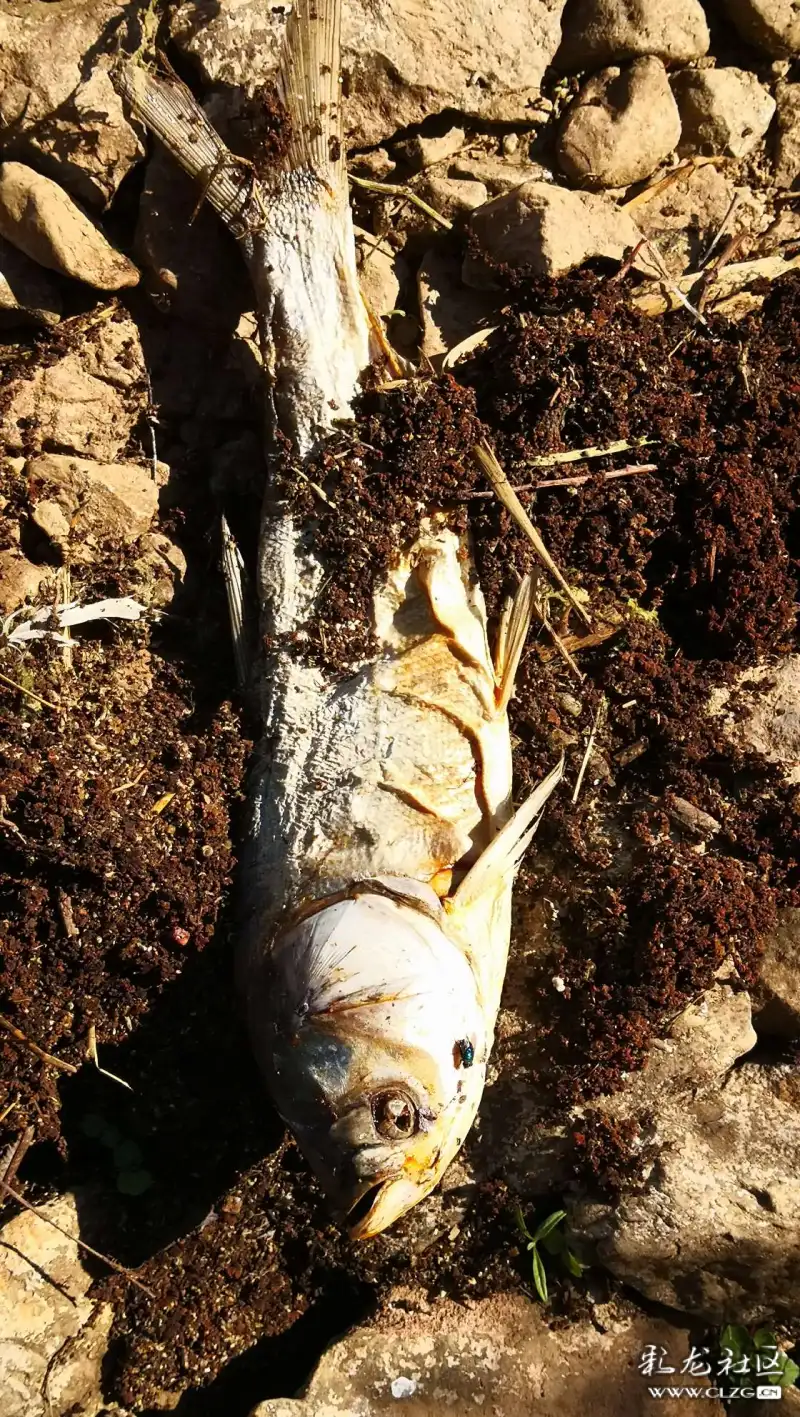 滇池浪泥湾水边发现大量死鱼