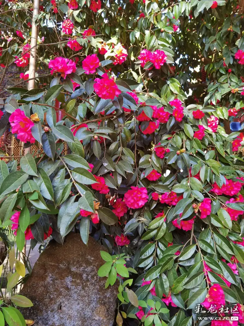 茶花盛开了一一黑龙潭龙泉观里的一棵茶花树开满了又大又红的茶花