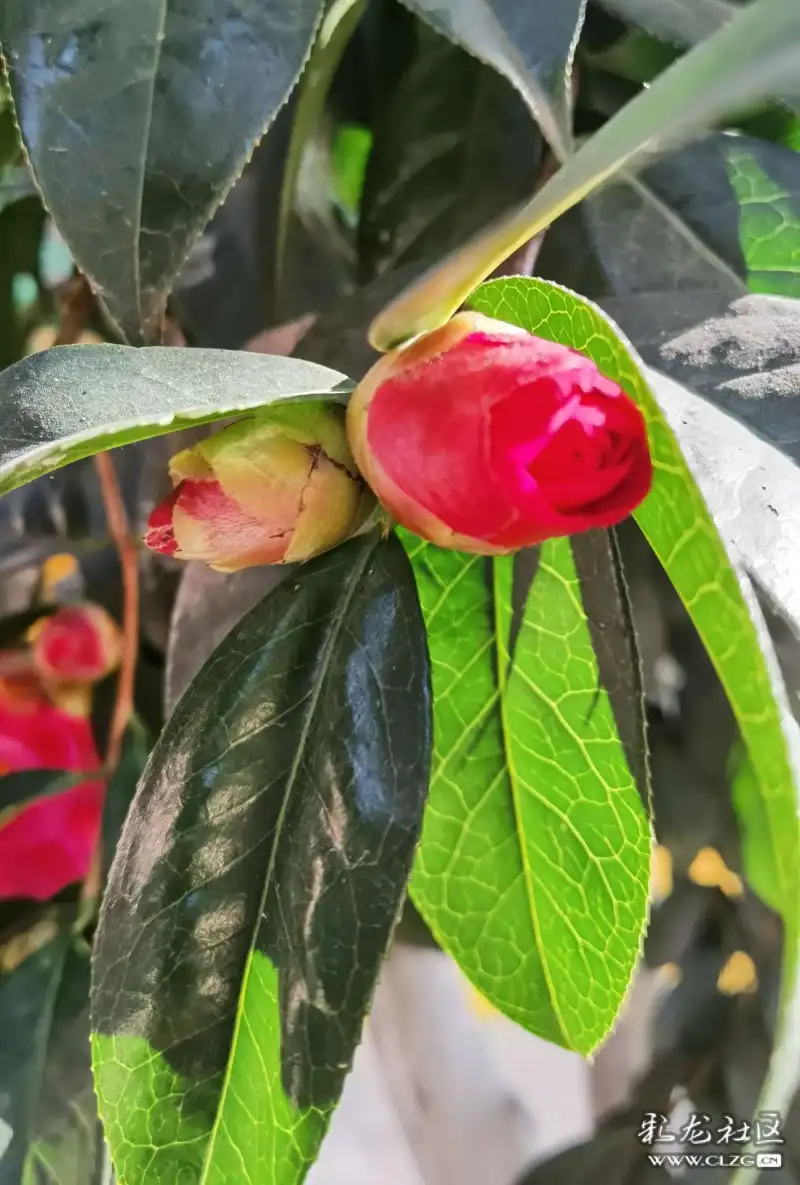 茶花盛开了一一黑龙潭龙泉观里的一棵茶花树开满了又大又红的茶花