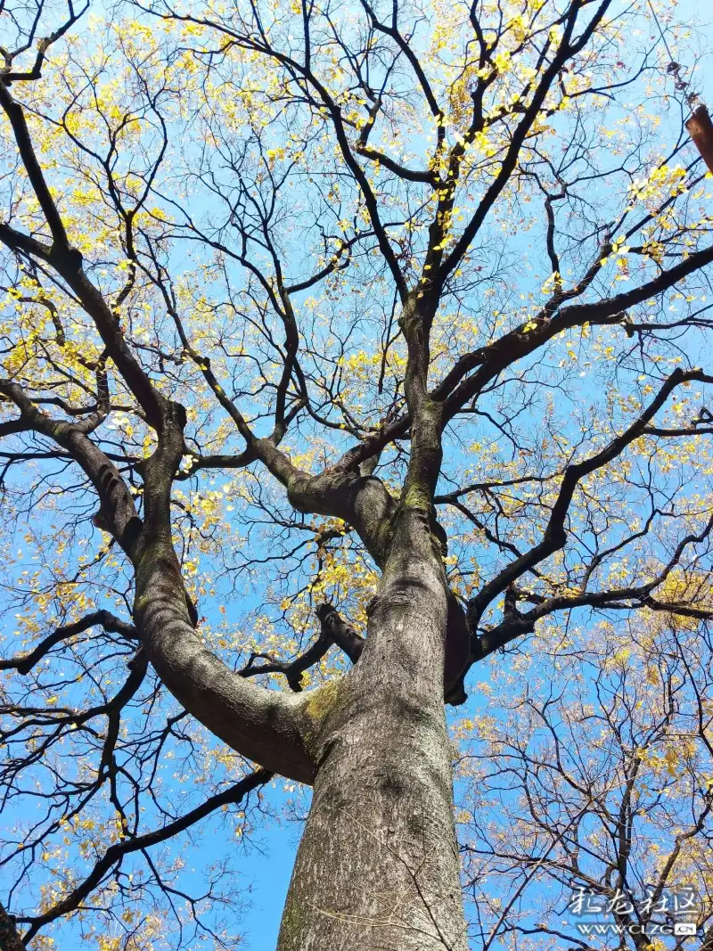 一棵树下的风景