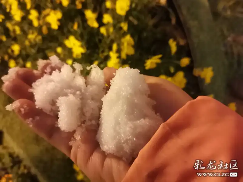 沿着河边走了一圈,突然发现绿化带的遮盖膜上,堆起了一点点雪米粒.