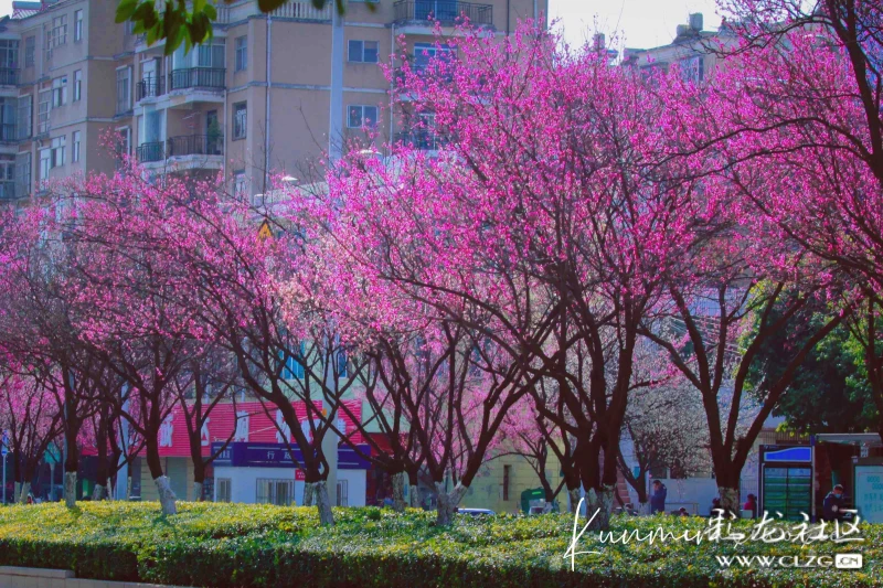 昆明的梅花大道,龙泉路-彩龙社区