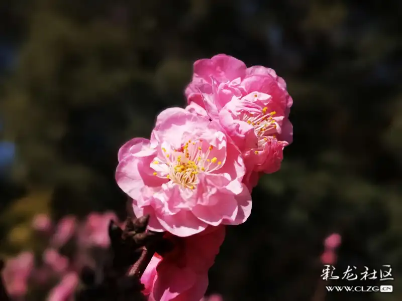 黑龍潭公園盛開的梅花