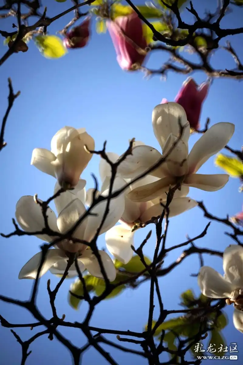玉兰花开温润馨香