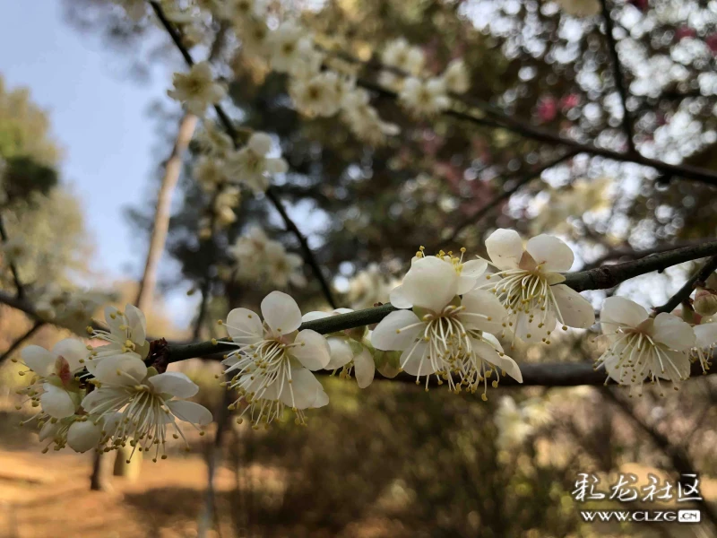 遊黑龍潭公園觀賞梅花