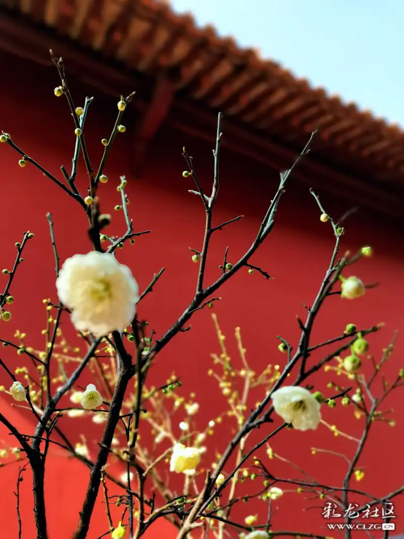 梅花与古建筑
