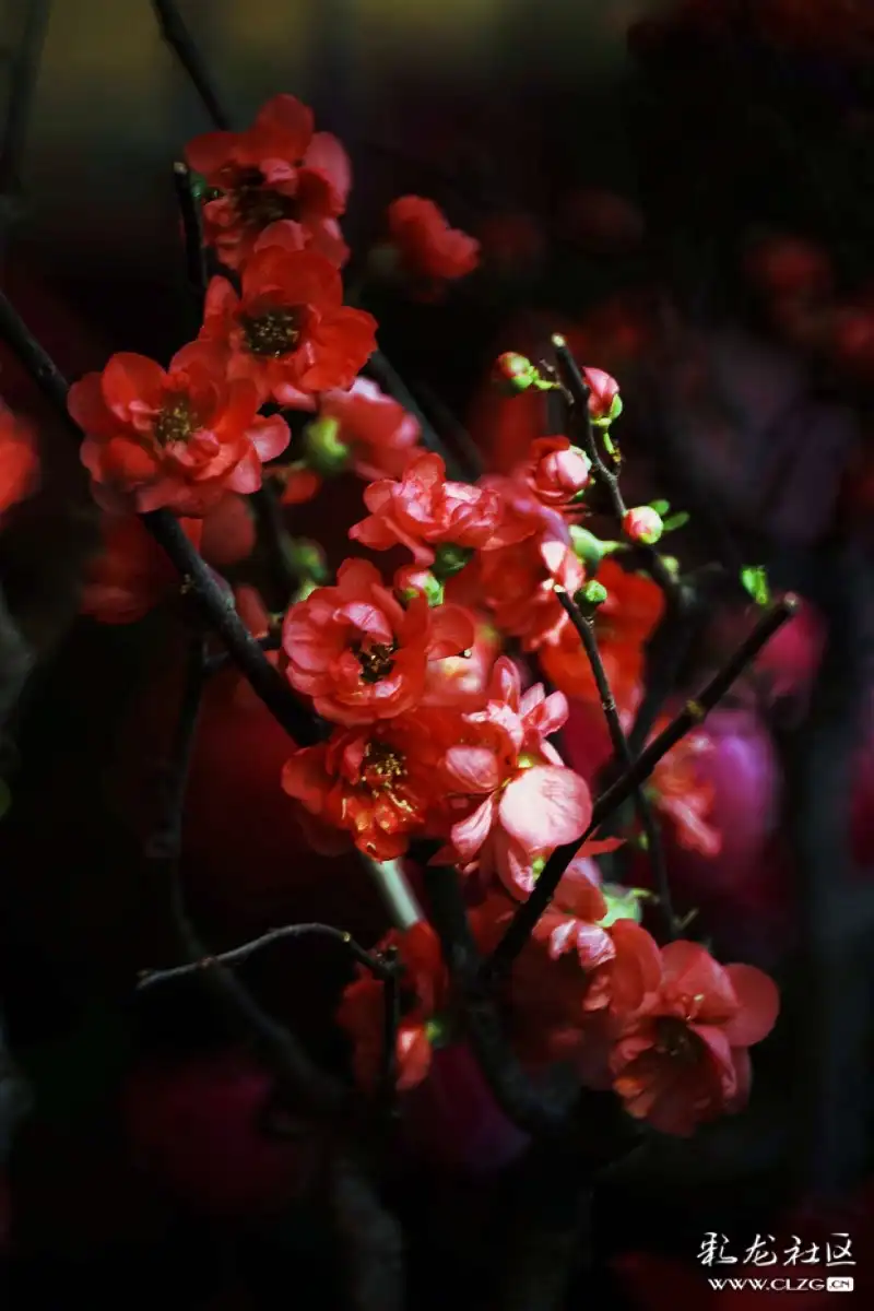 火树什么花成语_成语故事简笔画(2)