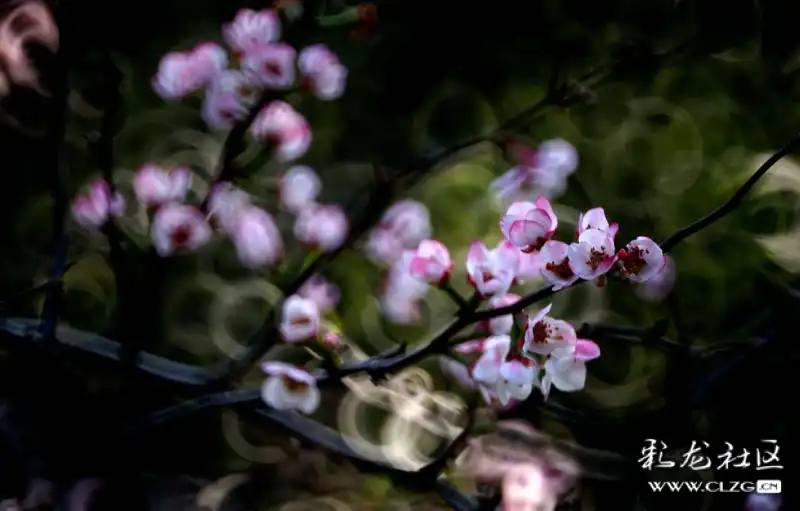 火树什么花成语_成语故事简笔画