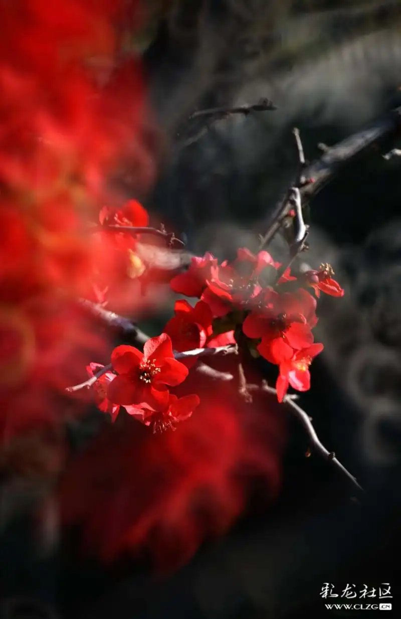 火树什么花成语_成语故事简笔画(2)