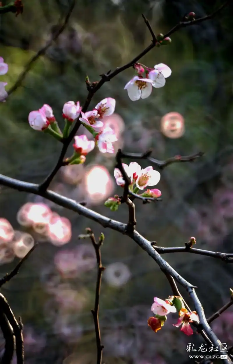 火树什么花成语_成语故事简笔画(2)