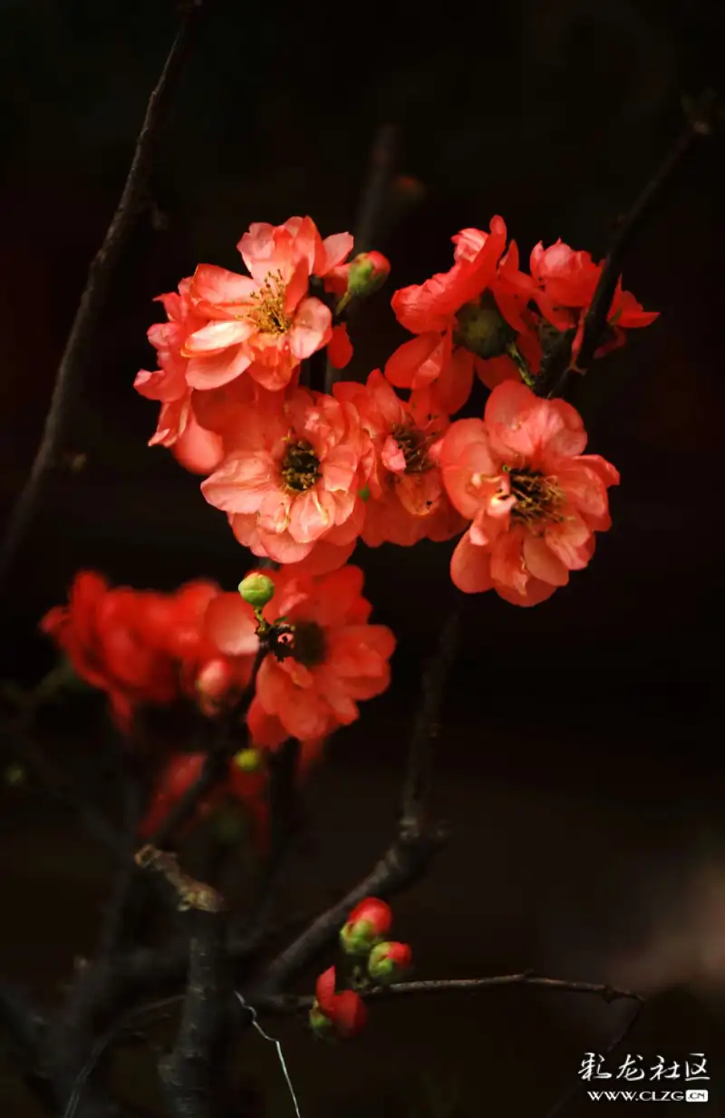 火树什么花成语_成语故事简笔画(2)