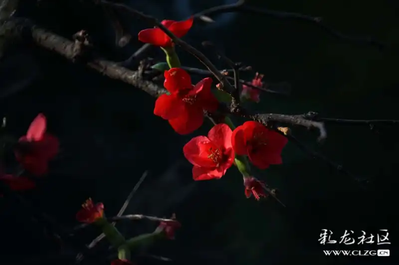 火树什么花成语_成语故事简笔画