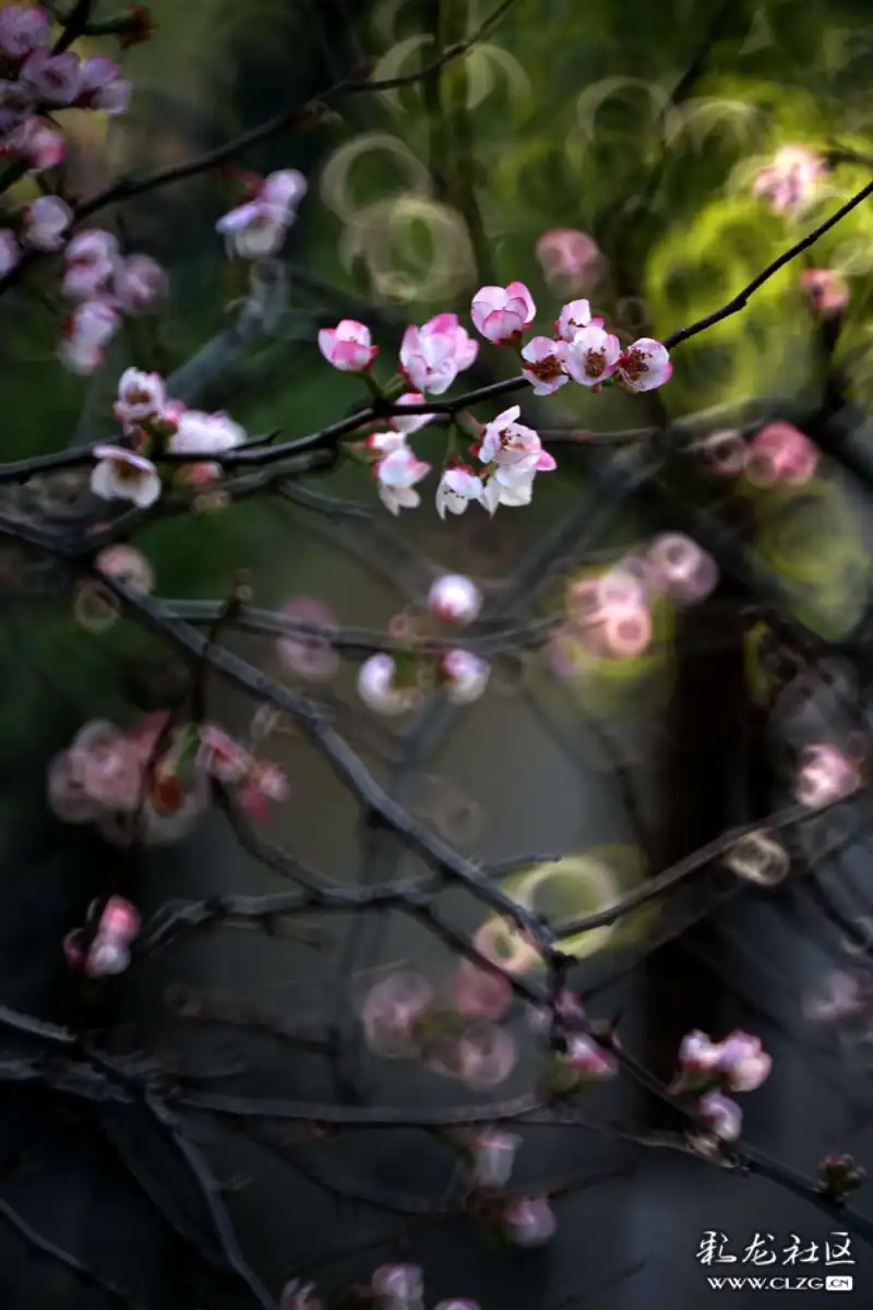 火树什么花成语_成语故事简笔画(2)