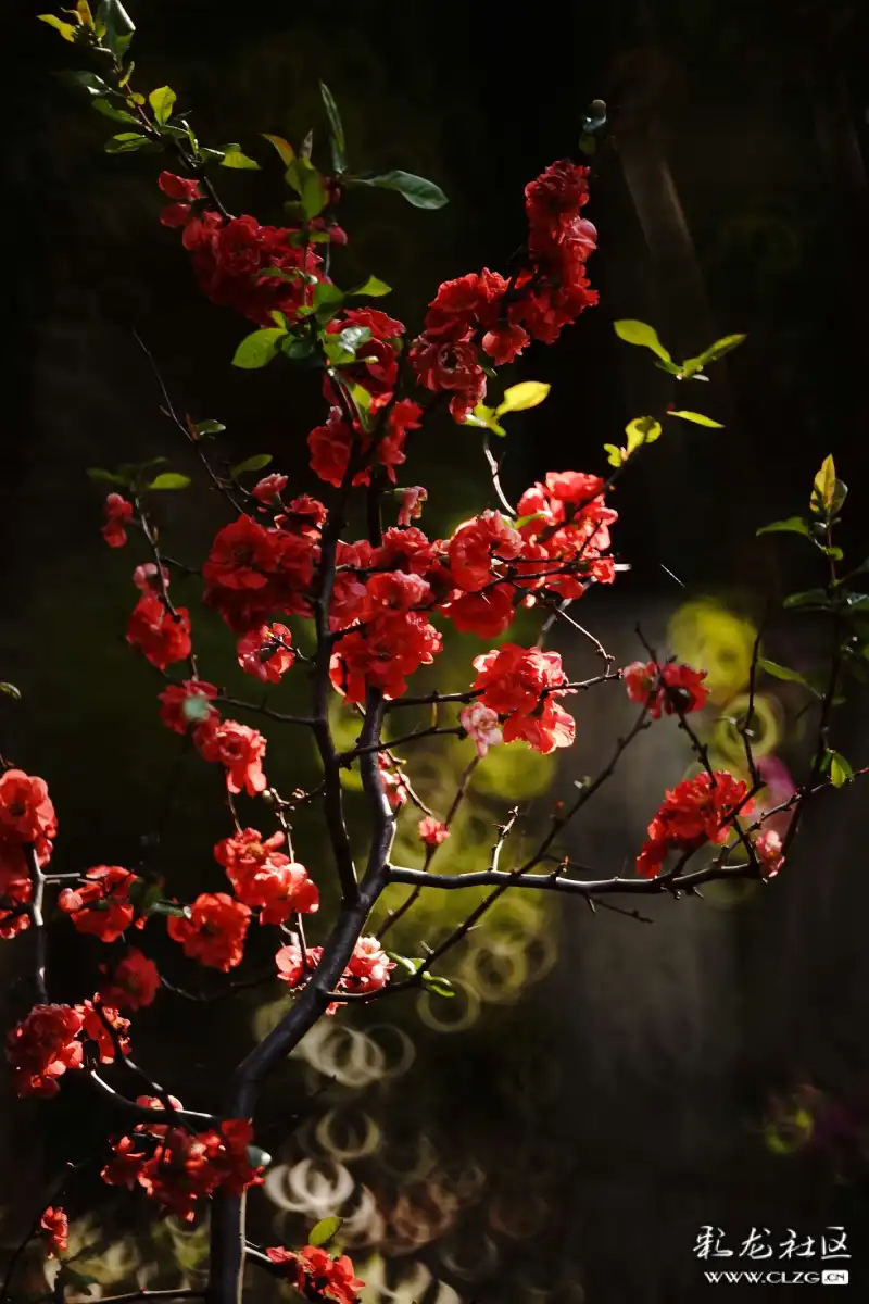 火树什么花成语_成语故事简笔画(2)