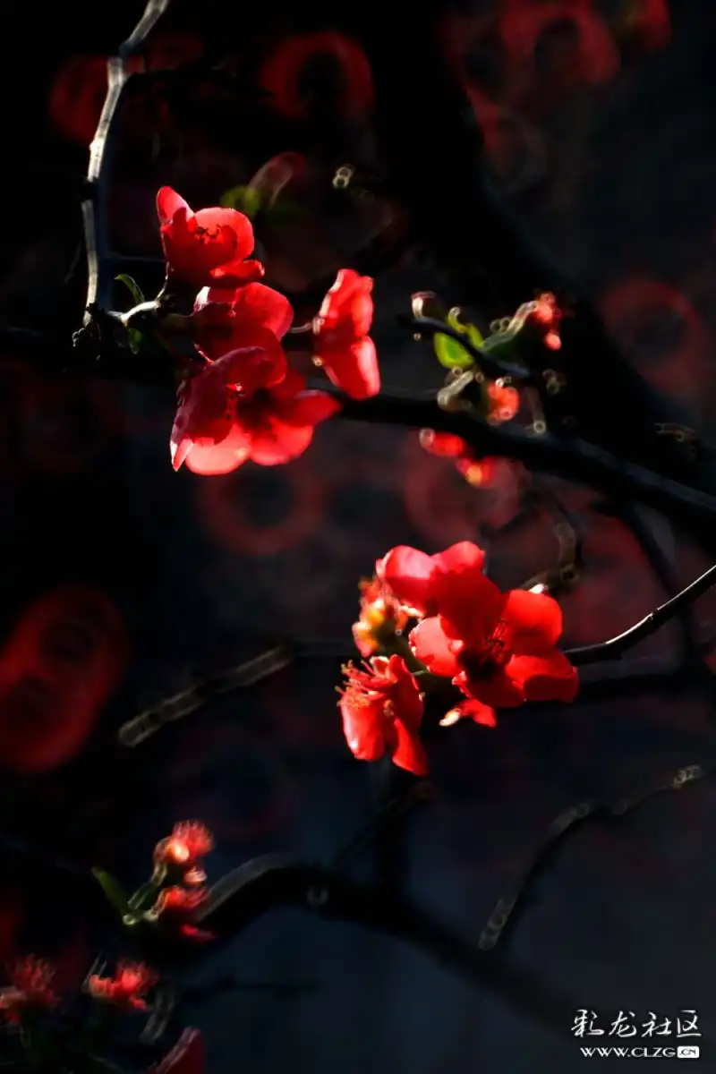 火树什么花成语_成语故事简笔画(3)