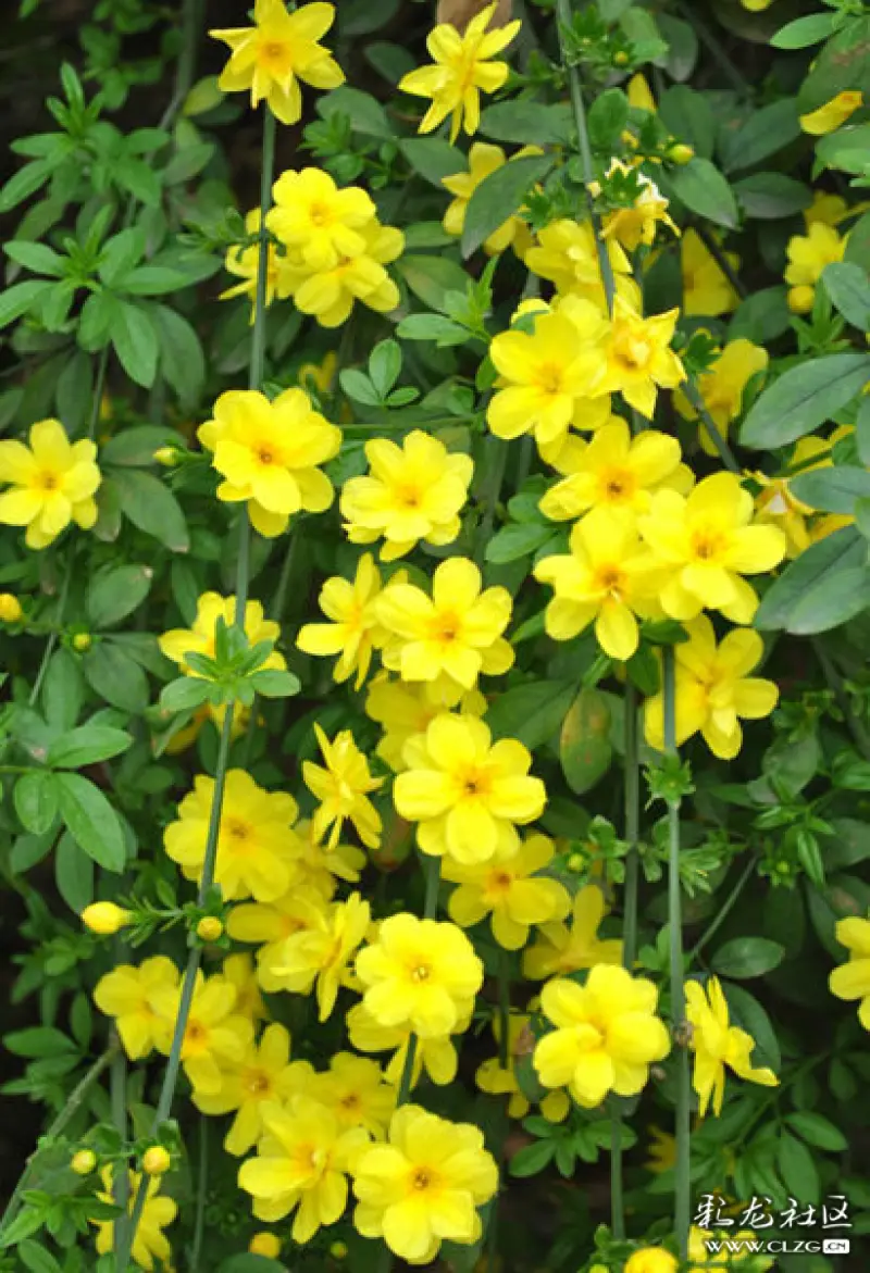 春天来了一一分享一组迎春花图片