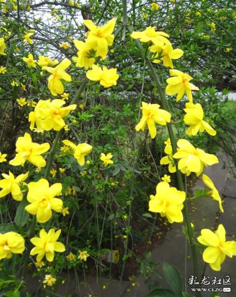 迎春花图片 迎春花图片大全欣赏