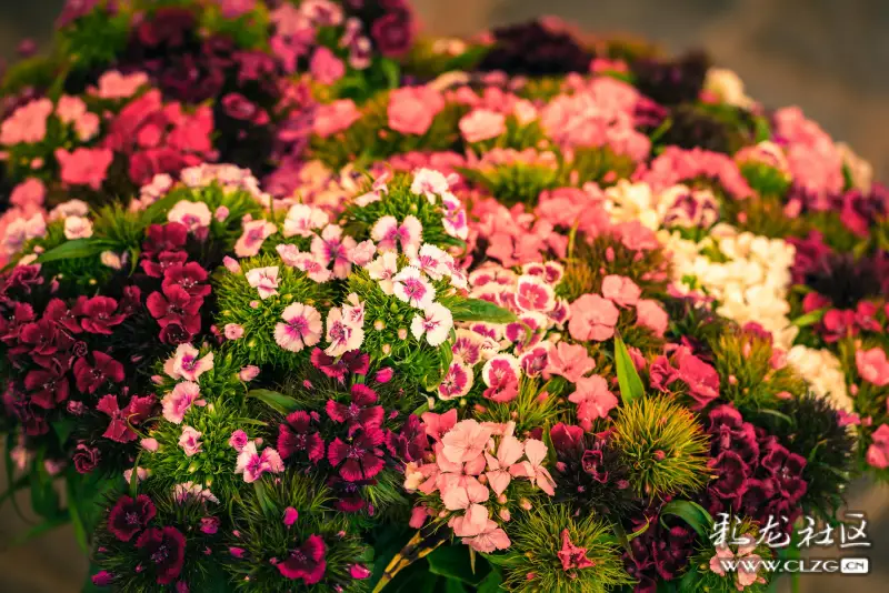 逛斗南花花世界,把眼睛都看花了!