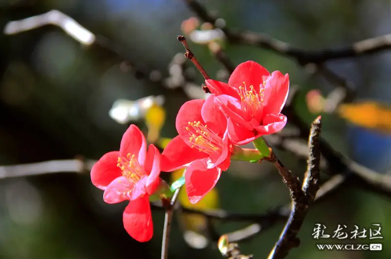 曇華寺公園盛開的木瓜花