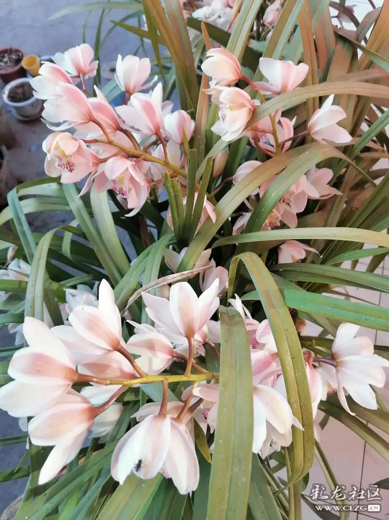 千姿一态祥云虎头兰