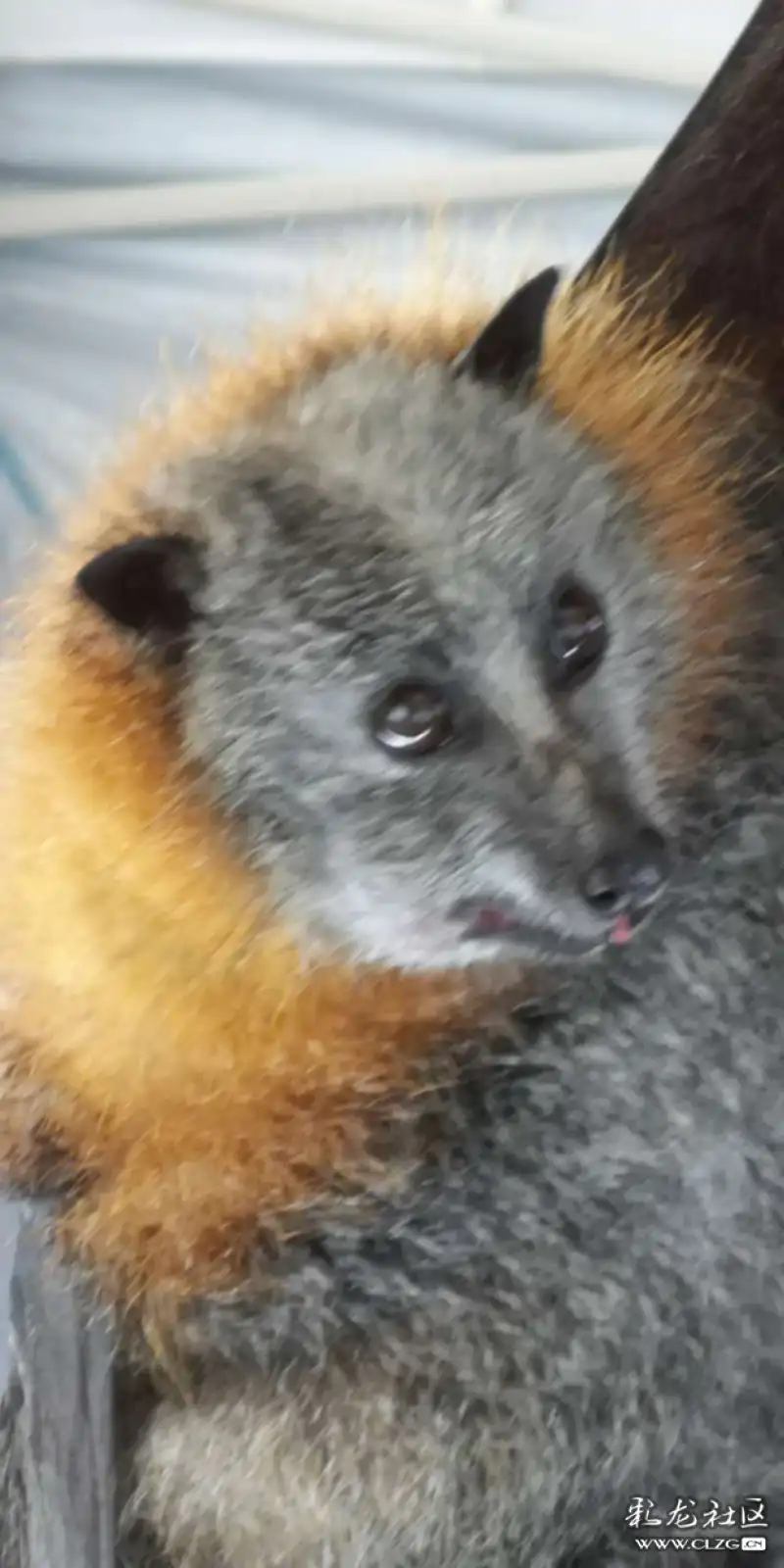 蝙蝠病毒有几种 clzg_content&clzg_scale=912,1824