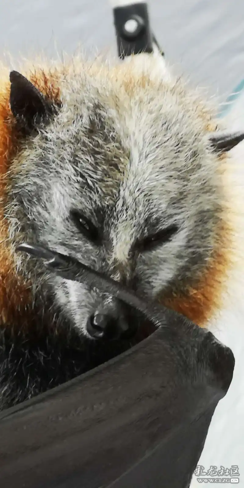 蝙蝠病毒有几种 clzg_content&clzg_scale=912,1824