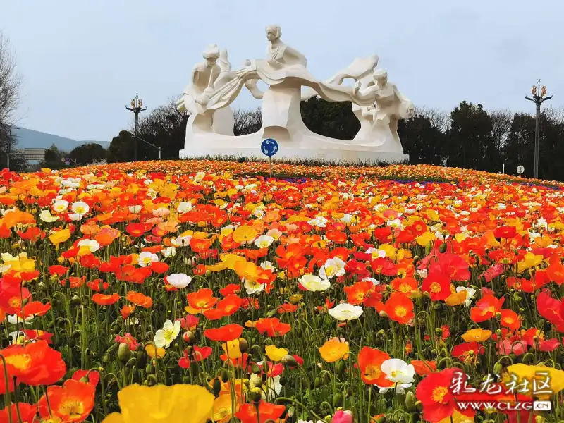 民族团结花盛开