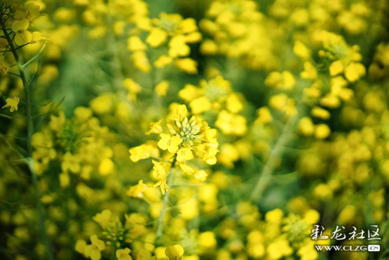 春菜花图片,春菜图片_大山谷图库