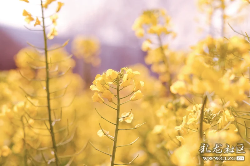 早春菜花分外香