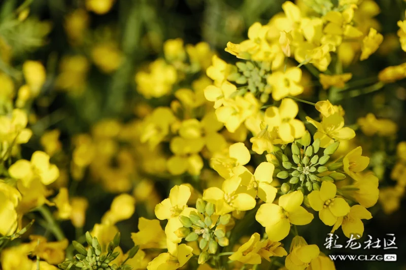 早春菜花分外香