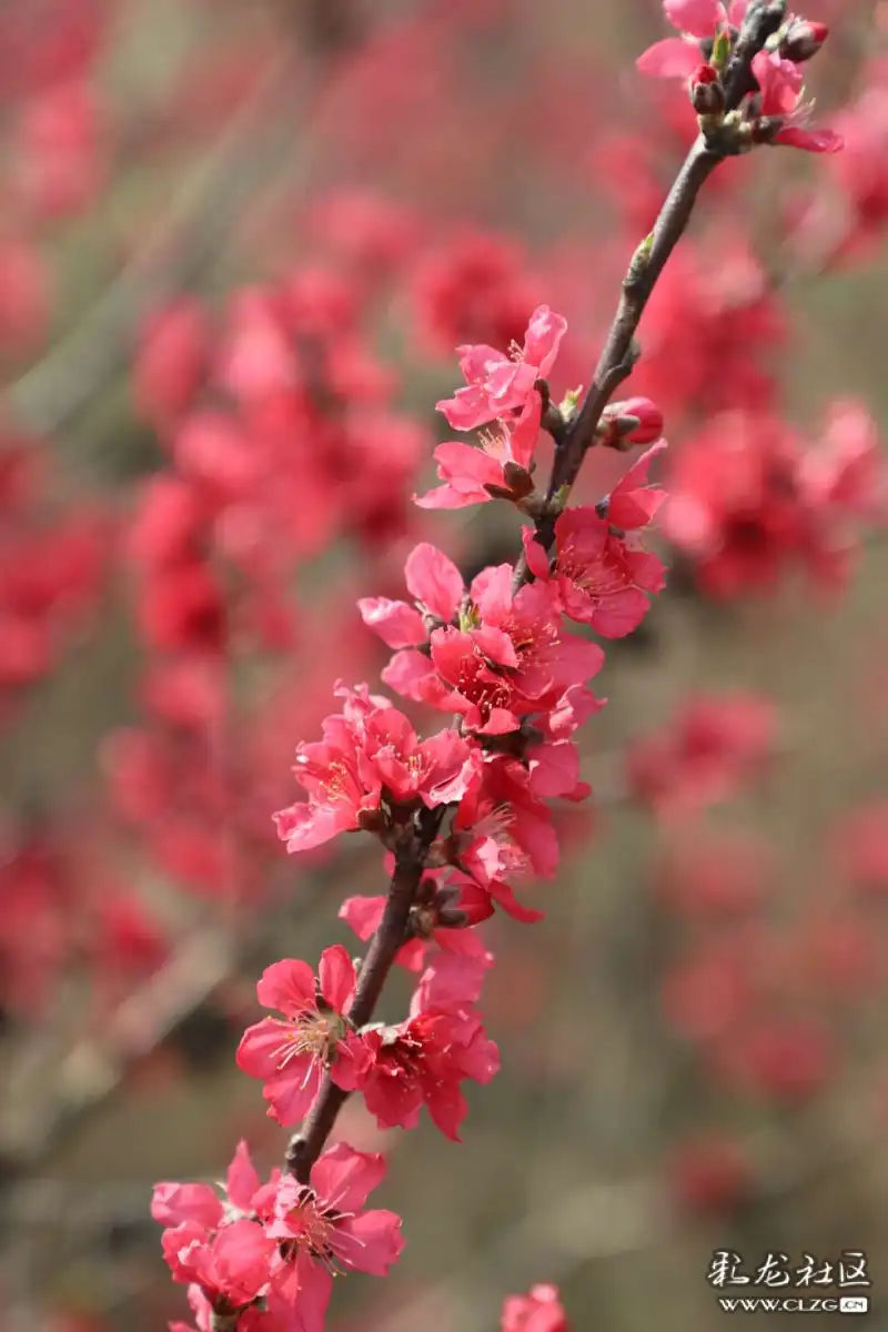 毛桃花更艳