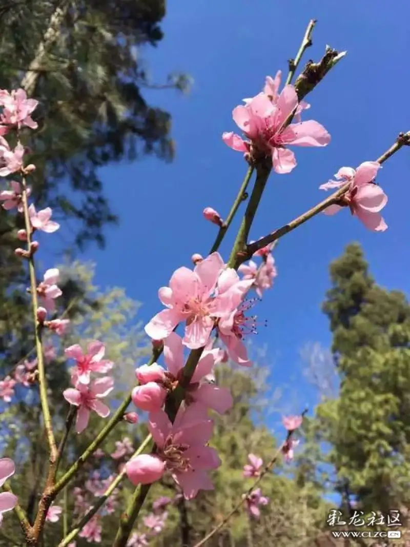 在那桃花盛开的地方原唱是谁唱的 clzg_content&clzg_scale=500,667