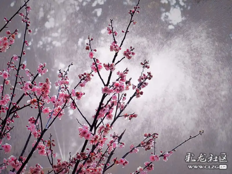 雨雾花简谱_夕雾花