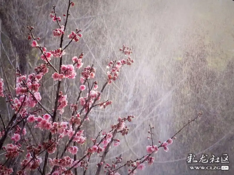雨雾花简谱_夕雾花